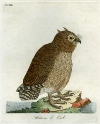 Hutumugle, 1821 (håndfarvet gravering)