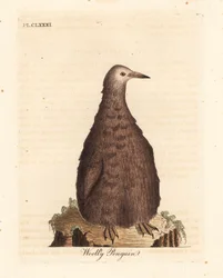 Kongepingvin, Aptenodytes patagonicus, juvenil (uldpingvin). Håndfarvet kobberplade tegnet og graveret af John Latham fra hans egen A General History of Birds, Winchester