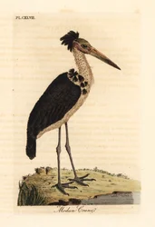 Mindre adjudant, Leptoptilos javanicus. Sårbar. (Modun kranium.) Håndfarvet kobberplade tegnet og indgraveret af John Latham fra hans egen A General History of Birds, Winchester