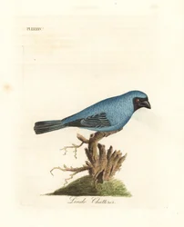Lindo sludder. Måske svalen tanager, Tersina viridis, men med underdelen af kroppen blå, ikke hvid. Håndfarvet kobberplade tegnet og graveret af John Latham fra hans egen A General History of Birds, Winchester