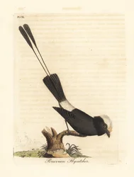 Langhalet tyran, Colonia colonus (peruviansk fluesnapper, Le Colon). Håndkoloreret kobberstik, tegnet og graveret af John Latham til hans egen A General History of Birds, Winchester