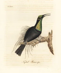 Storslået riffelfugl, Ptiloris magnificus (Tufet promerops). Tegnet fra et eksemplar i Bullock