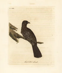 New Zealand South Island piopio, Turnagra capensis. Uddøde. (Tyknæbbet drossel, Turdus crassirostris.) Håndfarvet kobberplade tegnet og indgraveret af John Latham fra hans egen A General History of Birds, Winchester