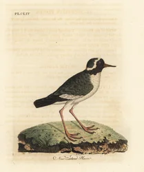 Newzealandsk plover, Charadrius obskur (Charadrius novae Zealandiae). truet. Håndfarvet kobberplade tegnet og graveret af John Latham fra hans egen A General History of Birds, Winchester