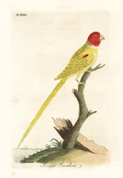 Olivenskuldret papegøje eller påskeliljepapegøje, Aprosmictus påskelilje (Partelillepapegøje, Psittacus narcissus). Håndfarvet kobberplade tegnet og graveret af John Latham fra hans egen A General History of Birds, Winchester