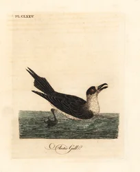 Snyltejager, polarjager eller snyltejager, Stercorarius parasiticus (polarmåge, Larus parasiticus). Håndfarvet kobberplade tegnet og indgraveret af John Latham fra hans egen A General History of Birds, Winchester
