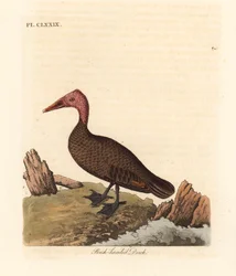 Pinkhovedet and, Rhodonessa caryophyllacea (Anas caryophyllacea). Uddød siden 1950