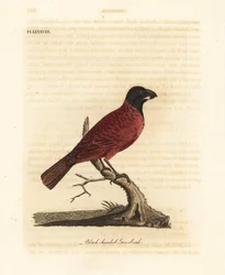 Rød-sort gronæb, Periporphyrus erythromelas. Nær truet. (Sorthovedet grosbeak, Loxia erythromelas.) Håndfarvet kobberplade tegnet og indgraveret af John Latham fra hans egen A General History of Birds, Winchester