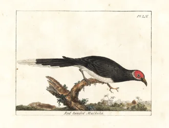 Rød-faced malkoha, Phaenicophaeus pyrrhocephalus. Sårbar. (Rødhovedet malkoha, Cuculus pyrrhocephalus.) Håndfarvet kobberplade tegnet og indgraveret af John Latham fra hans egen A General History of Birds, Winchester