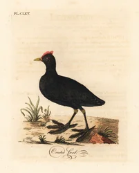 Rød-knoppet hønsehønse eller kamhønse, Fulica cristata. Håndfarvet kobberplade tegnet og graveret af John Latham fra hans egen A General History of Birds, Winchester