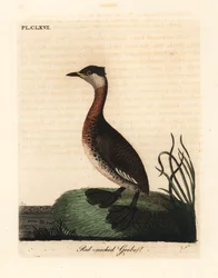 Rødhalset lappedykker, Podiceps grisegena (Podiceps rubricollis). Håndfarvet kobberplade tegnet og graveret af John Latham fra hans egen A General History of Birds, Winchester