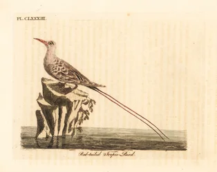 Rødhalet tropikfugl, Phaethon rubricauda (Phaeton phoenicurus). Håndkoloreret kobberstik, tegnet og graveret af John Latham til hans egen A General History of Birds, Winchester
