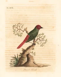 Rødstrubet papegøjefink, Eritrea psittacea (papegøjefink, Fringilla psittacea). Håndfarvet kobberplade tegnet og graveret af John Latham fra hans egen A General History of Birds, Winchester