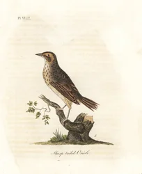 Strandspurv, Ammodramus caudacutus. Sårbar. (Sharp-tailed oriole, Oriolus caudacutus.) Håndfarvet kobberplade tegnet og indgraveret af John Latham fra hans egen A General History of Birds, Winchester