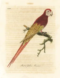Scarlet ara, Ara macao (rød og gul ara, Macrocercus aracanga). Håndfarvet kobberplade tegnet og graveret af John Latham fra hans egen A General History of Birds, Winchester