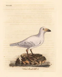 Sneklædt skedenæb, Chionis albus (Hvid skedenæb, Vaginalis chionis). Håndfarvet kobberplade tegnet og graveret af John Latham fra hans egen A General History of Birds, Winchester