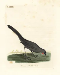 South Island, New Zealand kokako, Callaeas cinerea cinerea, erklæret uddød i 2007 (Cinereous hvatle bird, Calloeas cinerea). Håndfarvet kobberplade tegnet og indgraveret af John Latham fra hans egen A General History of Birds, Winchester
