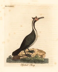 Plettet skarv eller parekareka, Phalacrocorax punctatus (Pelecanus punctatus). Håndkoloreret kobberstik tegnet og graveret af John Latham efter hans eget værk »A General History of Birds«, Winchester