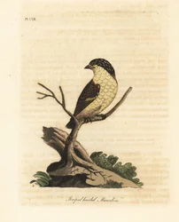 Stribet pardalote, Pardalotus striatus (Stribet hovedet manakin, Pipra striata). Håndfarvet kobberplade tegnet og indgraveret af John Latham fra hans egen A General History of Birds, Winchester