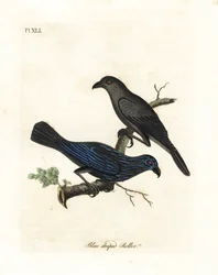 Tværstribet stær, Aplonis striata (Blåstribet rulle, Coracias striata). Håndfarvet kobberplade tegnet og graveret af John Latham fra hans egen A General History of Birds, Winchester