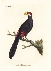 Violet turaco eller violet plantain-spiser, Musophaga violacea. Håndfarvet kobberplade tegnet og indgraveret af John Latham fra hans egen A General History of Birds, Winchester