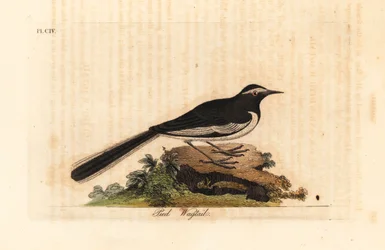 Hvidbrynet viphale guldbredfodet vipstjert, Motacilla maderaspatensis. (Fodvipstjert fra Indien). Håndfarvet kobberplade tegnet og indgraveret af John Latham fra hans egen A General History of Birds, Winchester