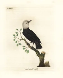 Hvidhovedet sumptyran, Arundinicola leucocephala (Hvidhovedet tody, Todus leucocephalus). Håndfarvet kobberplade tegnet og graveret af John Latham fra hans egen A General History of Birds, Winchester