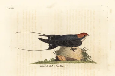 Trådhalet svale, Hirundo smithii. Håndkoloreret kobberstik tegnet og graveret af John Latham fra hans eget værk A General History of Birds, Winchester