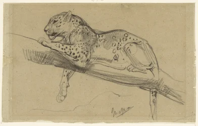 Studie af en leopard, der ligger på en gren