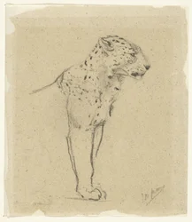 Studie af en stående leopard