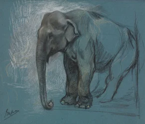 Studie af en elefant