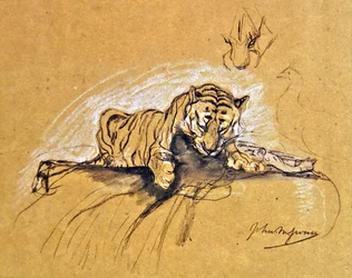 Tigress eating, ca. 1875 (kul & farvet kridt på papir)