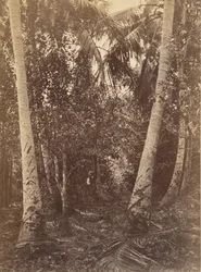 Tropisk landskab, Skov nær Turbo, 1871.