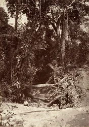 Tropisk landskab, The Brook El Bano, Chipigana, 1871.