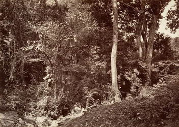 Tropisk landskab, udsigt nær Chipigana, 1871.