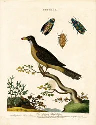 Afrikansk oksebuk og juvelbiller (Buphaga)