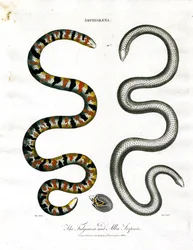Amphisbaena: Fuliginosa- og Alba-slangerne