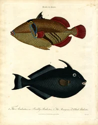 Balistes: Aftrækkerfisk