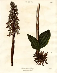 Fuglerede Ophrys