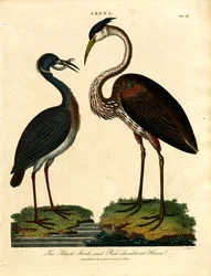 Sort stork og rødskuldret hejre
