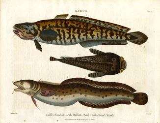 Klumpfisk, hvillingfisk og paddefisk