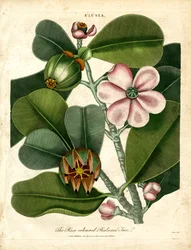 Clusia - det rosenfarvede balsamtræ