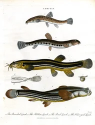 Cobitis: Forskellige loach-arter