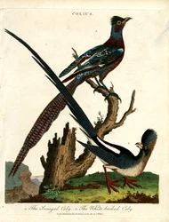 Colius-arter (musefugle)