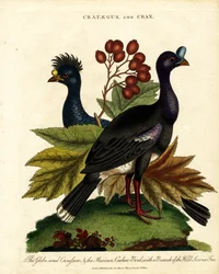 Crataegus og Crax: Glossy Curassow og Mexican Cashew-Bird med Wild Service Tree