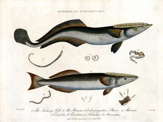 Echeneis og Echinorynchus: Sugefisk og tornede laks