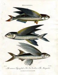 Exocoetus: Flyvende fisk