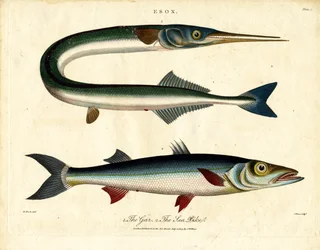 Gar og havgedde