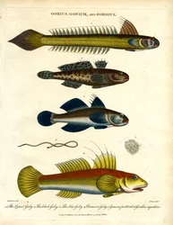Gobius;Gonium og Gordius: Gopler og hårorm