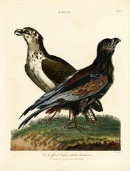 Griffard Eagle og bådsmanden